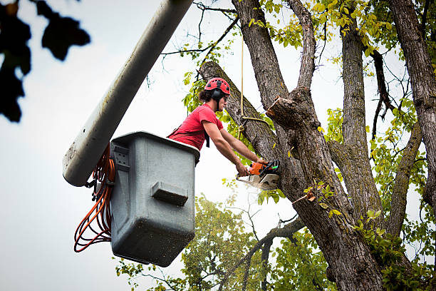 Beach, ND Tree Service Company